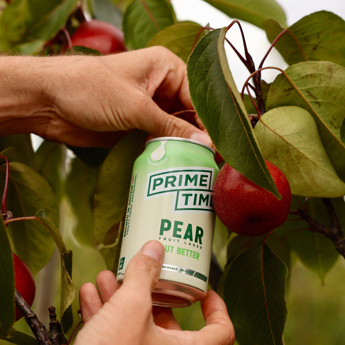 Prime Time Pear Fruit Lager